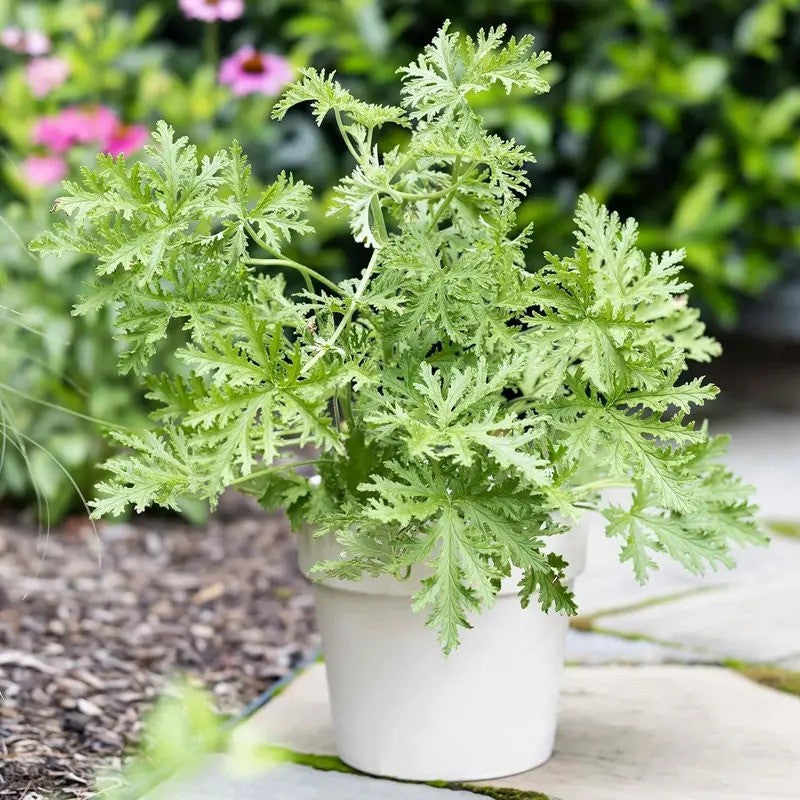Potted Citronella Plant β Hardy Indoor and Outdoor Bug-Repelling Herb