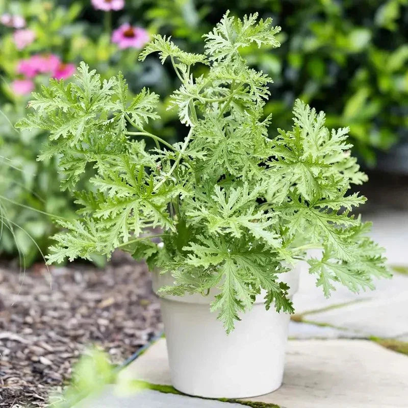Potted Citronella Plant β Hardy Indoor and Outdoor Bug-Repelling Herb