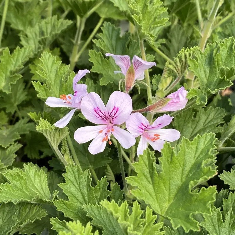 Citronella Plant with Pink Blooms β Natural Mosquito Repellent