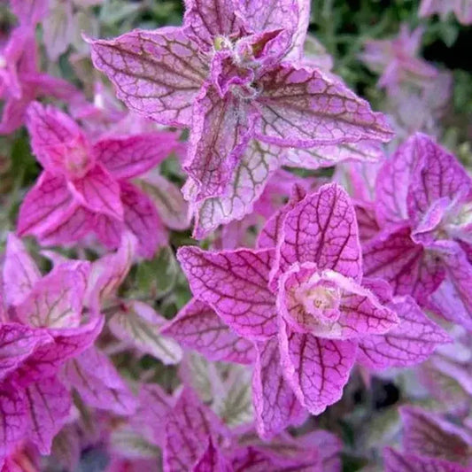 Close-up of pink flowers with a blurred green background
