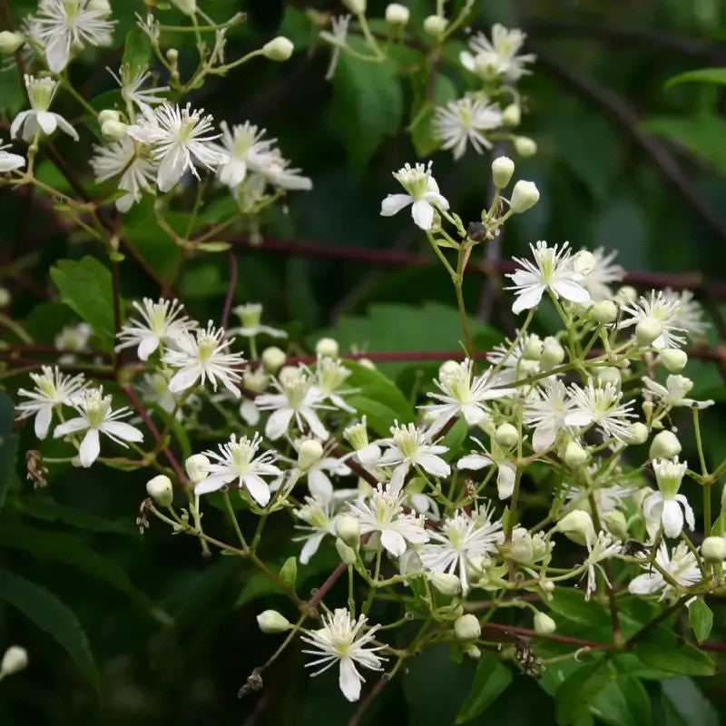 Virgin’s Bower Clematis trailing vine with white flowers and green leaves