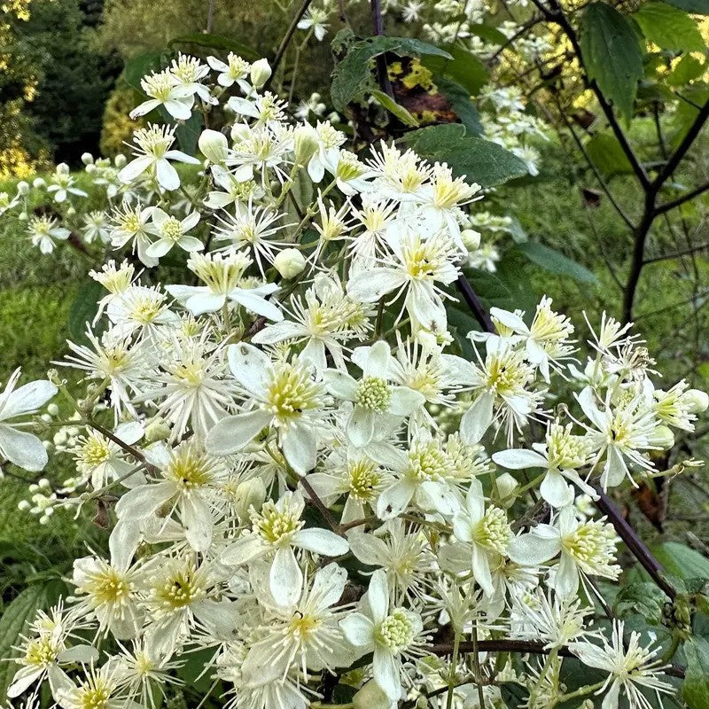 Close-up of Clematis virginiana flowers blooming in summer