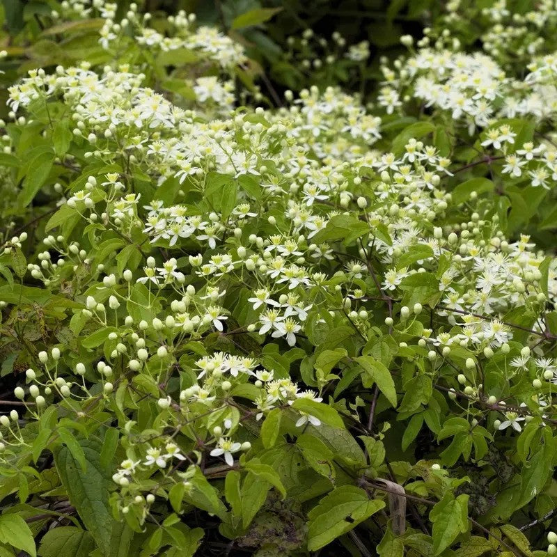 Virgin’s Bower Clematis trailing vine with white flowers and green leaves