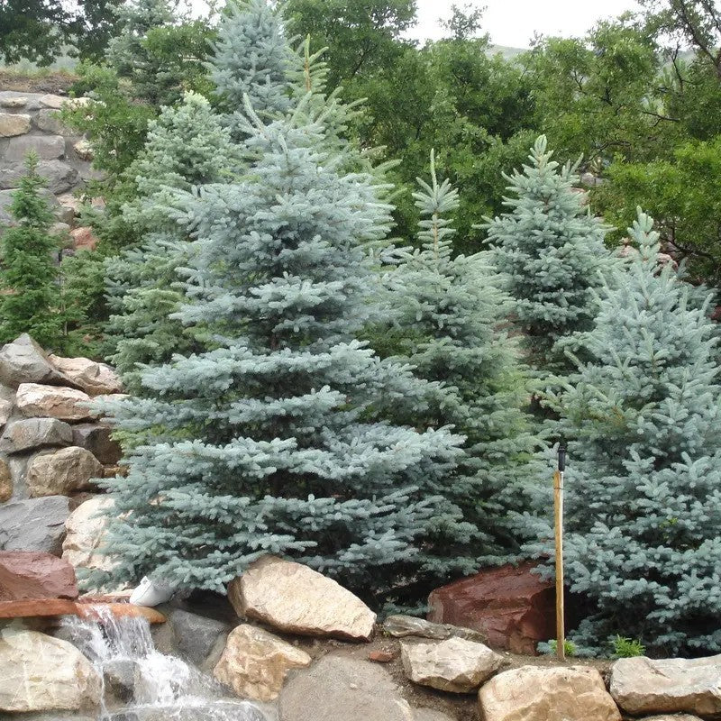Blue spruce trees in a natural setting with rocks and water.