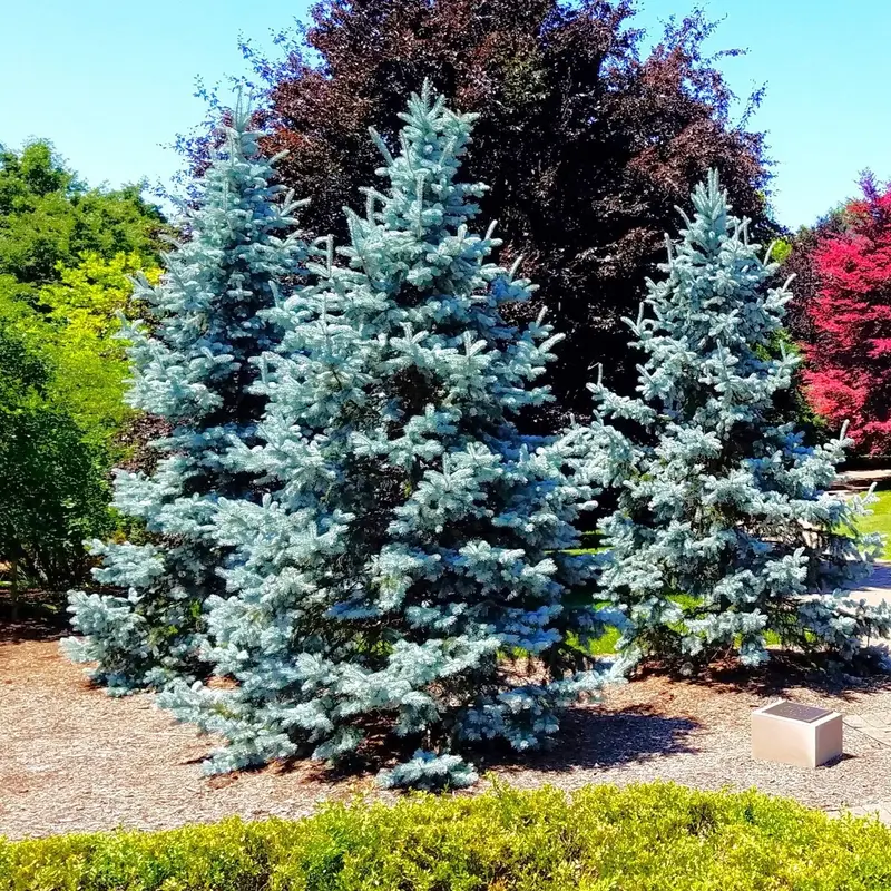 100 Colorado Blue Spruce Seeds