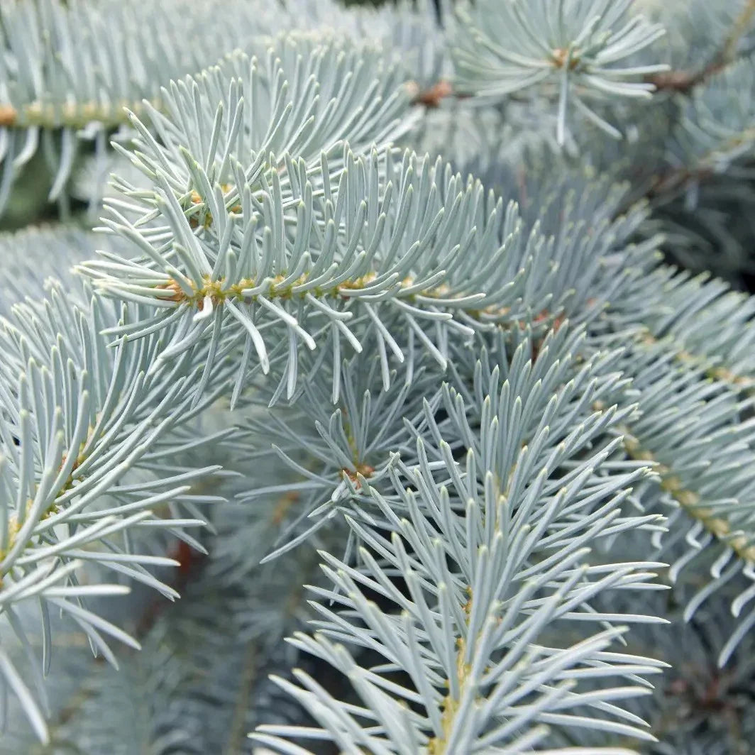 50 Colorado Blue Spruce Seeds