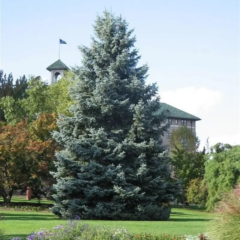 Large evergreen tree in a park with a building and flag in the background