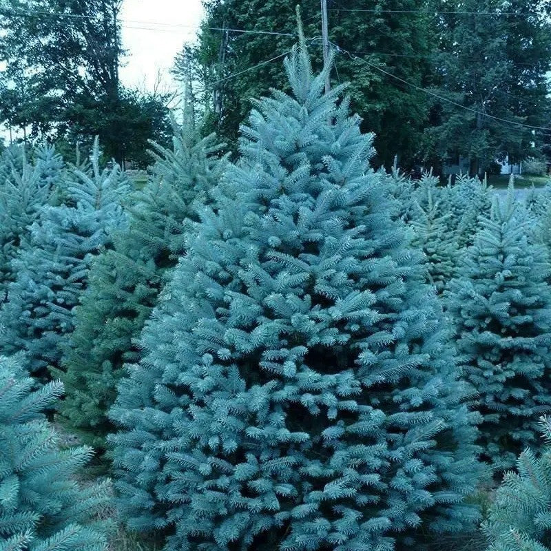 Group of blue spruce trees in a forest setting