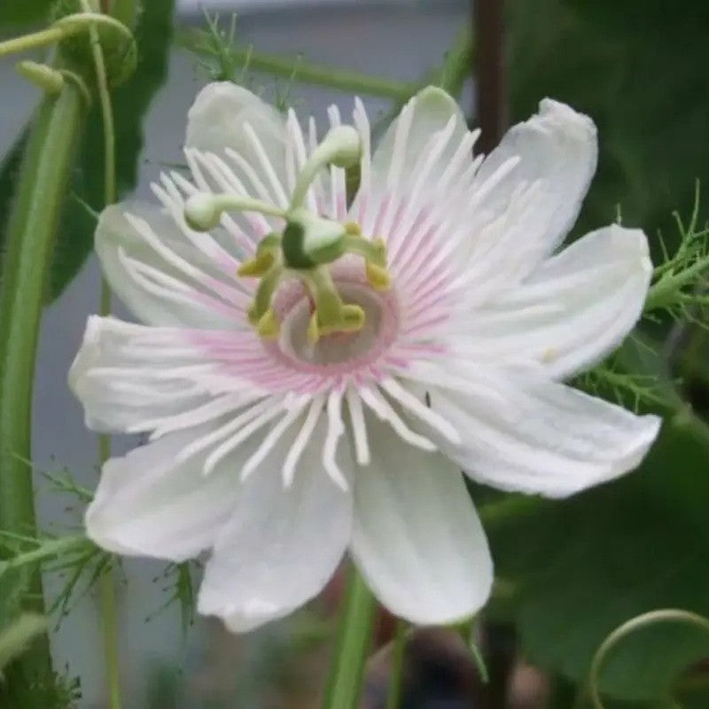 Rare Cotton Leaf Passionflower Seeds (5) Passiflora foetida gossypifolia