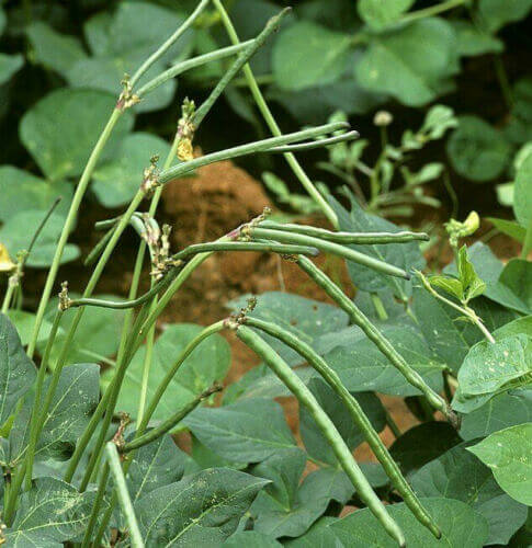 50 Cowpea Seeds