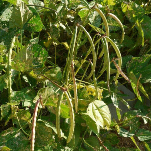 50 Cowpea Seeds