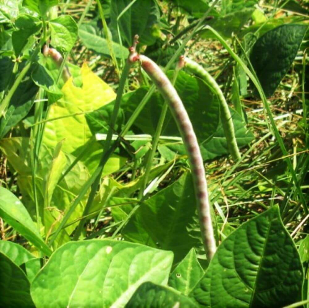 50 Cowpea Seeds