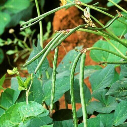 50 Cowpea Seeds