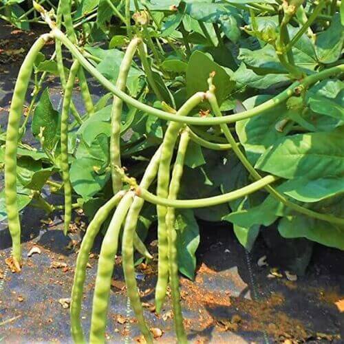 50 Cowpea Seeds