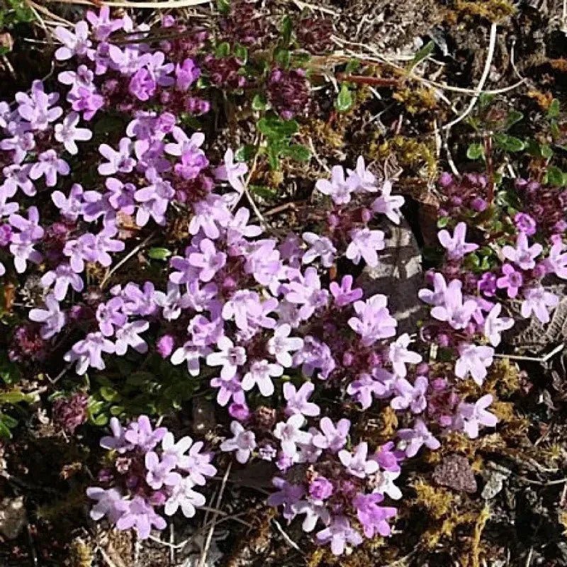 Creeping Lemon Thyme ground cover with purple blooms β Thymus pulegioides seeds
