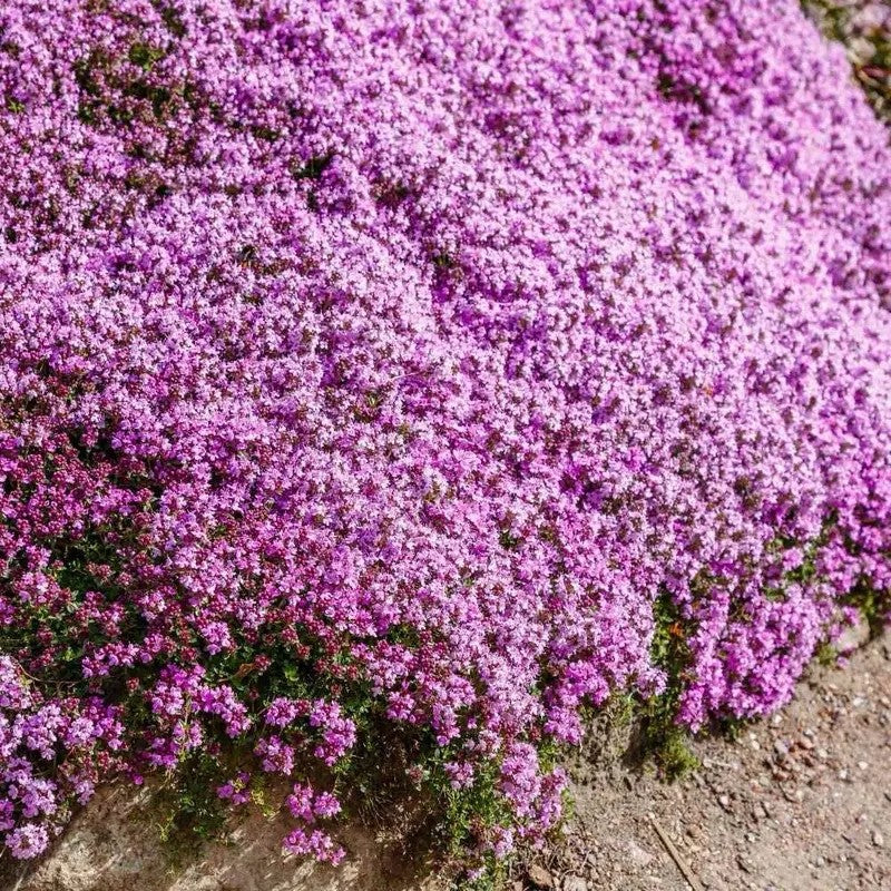 Vibrant Creeping Thyme forming a dense purple mat