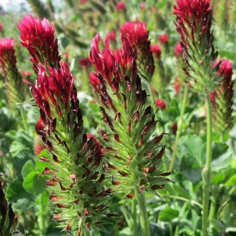 Crimson Clover Seeds – Premium Cover Crop & Pollinator Attractor | Non-GMO