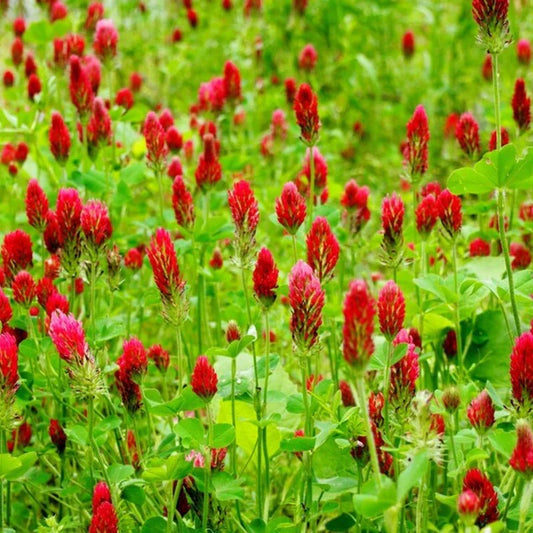 Crimson Clover Seeds β Premium Cover Crop & Pollinator Attractor | Non-GMO