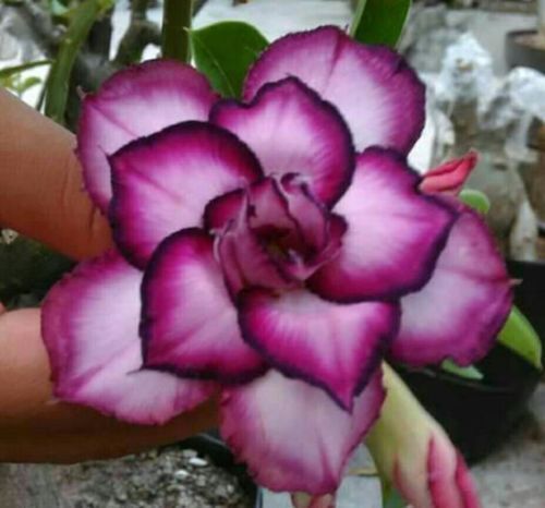 4 Desert Rose Seeds - Adenium Obesum