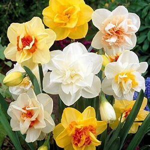 10 Daffodil Flower Bulbs - Mix