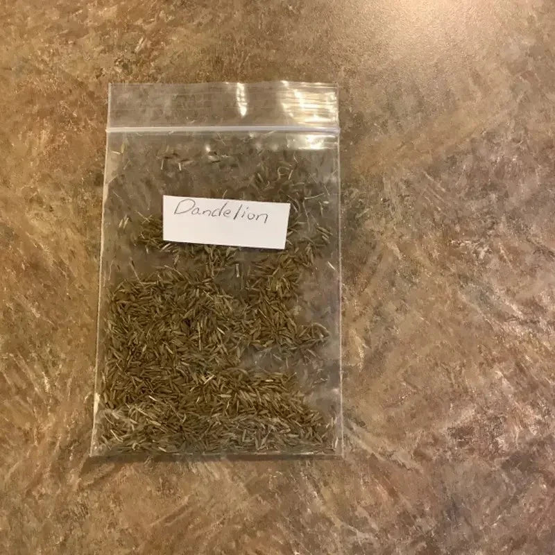 Clear plastic bag with dried dandelion leaves labeled on a brown surface