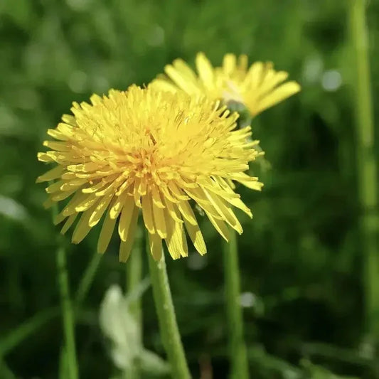 Close-up of a yellow flower with a blurred green background