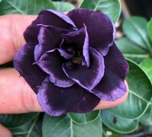 4 Desert Rose Seeds - Adenium Obesum