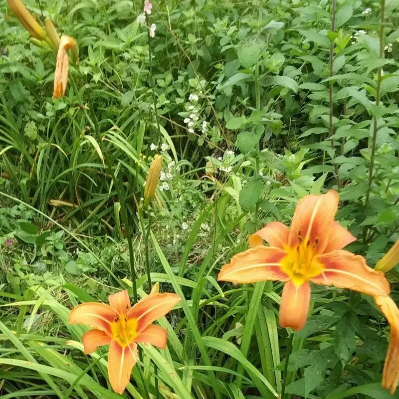Orange Day Ditch Lily blooms with yellow centers in green foliage.