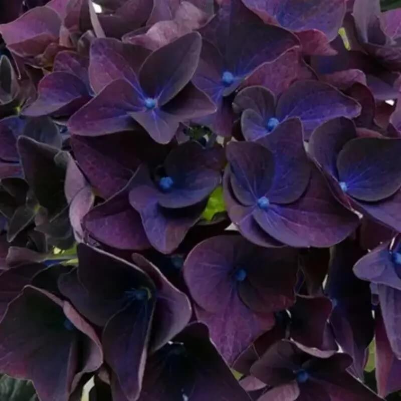 5 Hydrangea Seeds β Garden-Ready Perennial Beauty
