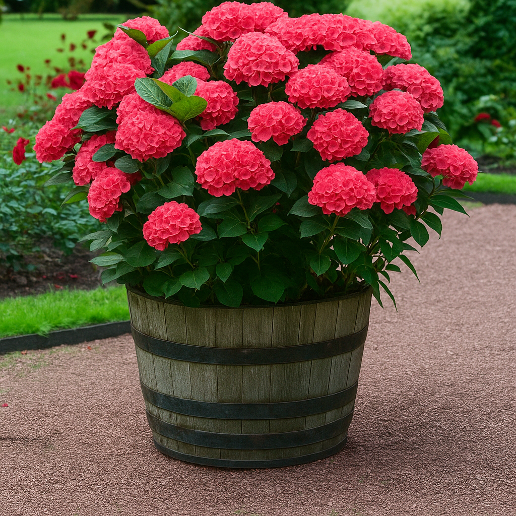 Hydrangea Paniculata Flower Seeds – Colorful Hardy Shrubs for Your Garden