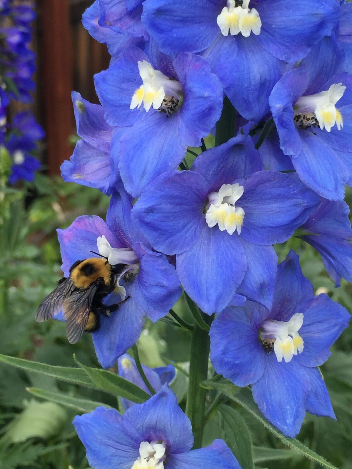 150 Royal Blue Delphinium King Arthur Seeds