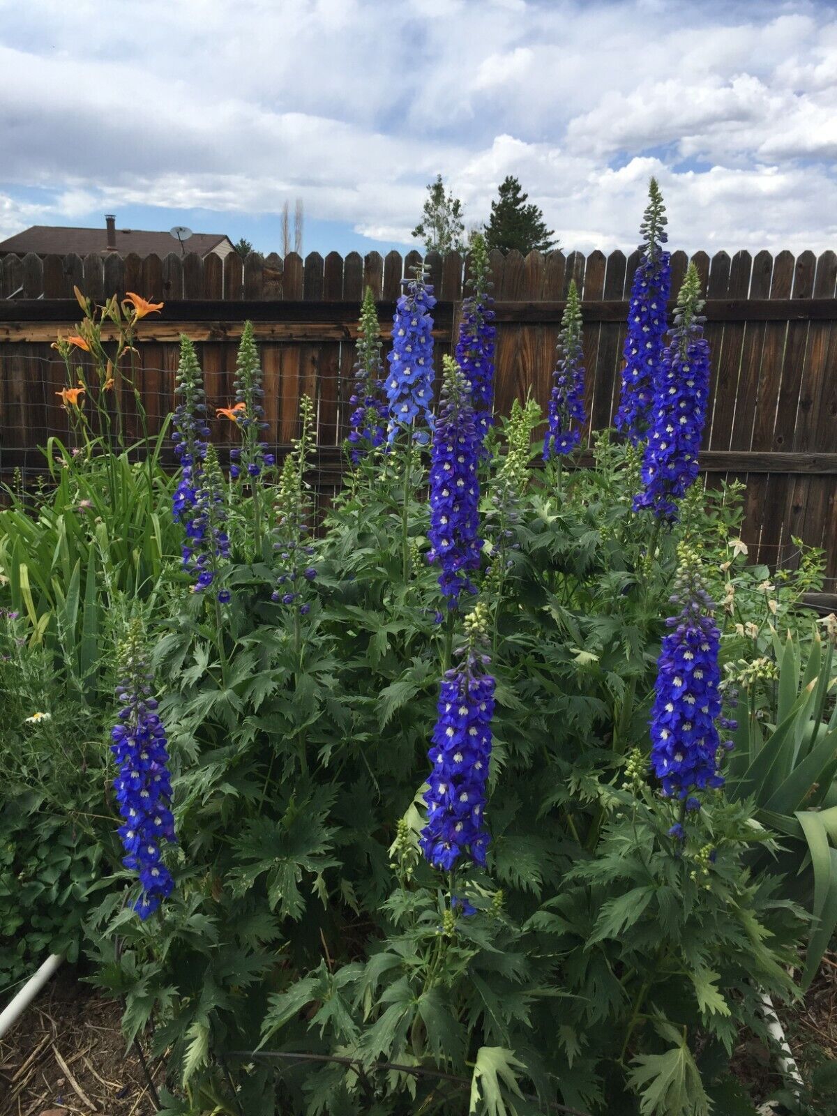 150 Royal Blue Delphinium King Arthur Seeds
