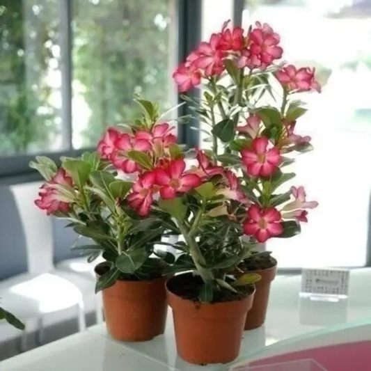 1 Desert Rose Live Plant – Adenium obesum in 4” Pot | Exotic Blooming Succulent