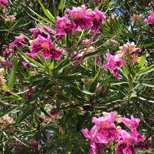40 Desert Willow Tree Seeds - Chilopsis Linearis