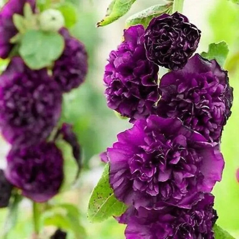 25 Double Dark Purple Hollyhock Seeds