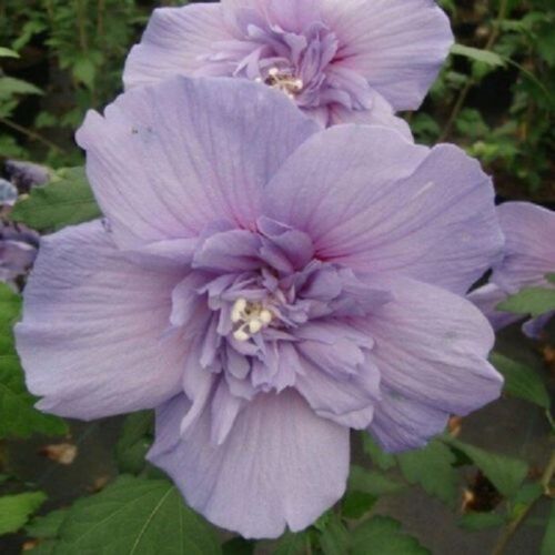 20 Giant Hibiscus Flower Seeds - 18 Color