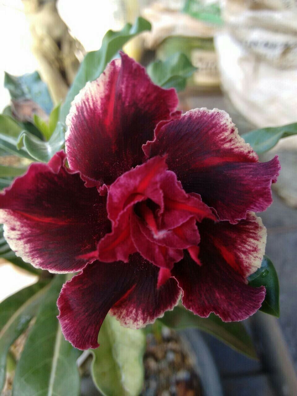 4 Desert Rose Seeds - Adenium Obesum