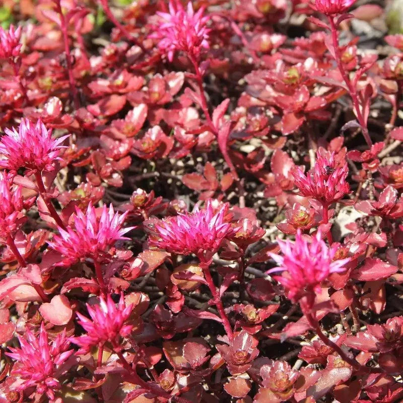 50 Dragon’s Blood Sedum Seeds