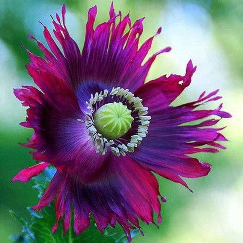 300 Drama Queen Poppy Seeds - Papaver Somniferum