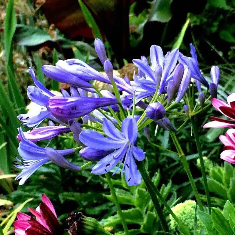 25 Dwarf Blue Lily of The Nile Seeds - Agapanthus "Peter Pan"