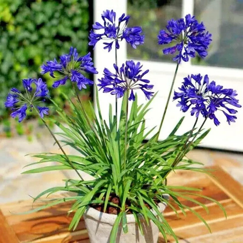 25 Dwarf Blue Lily of The Nile Seeds - Agapanthus "Peter Pan"