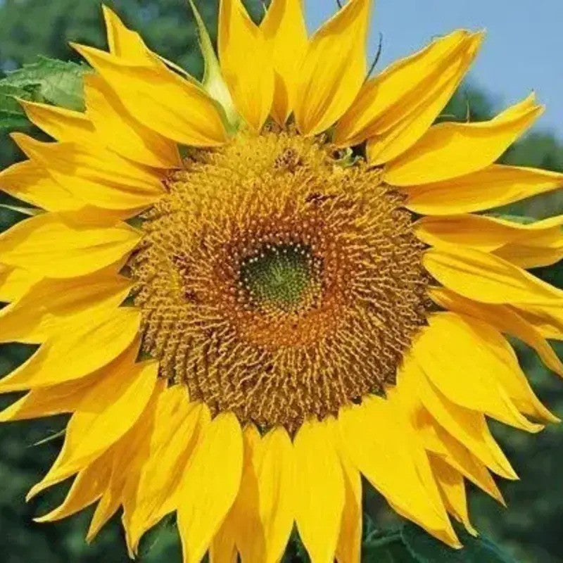 30 Dwarf Sunflower Seeds