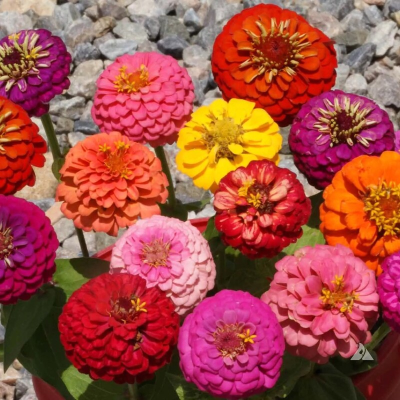 Dwarf Thumbelina Zinnia Seeds - Mix