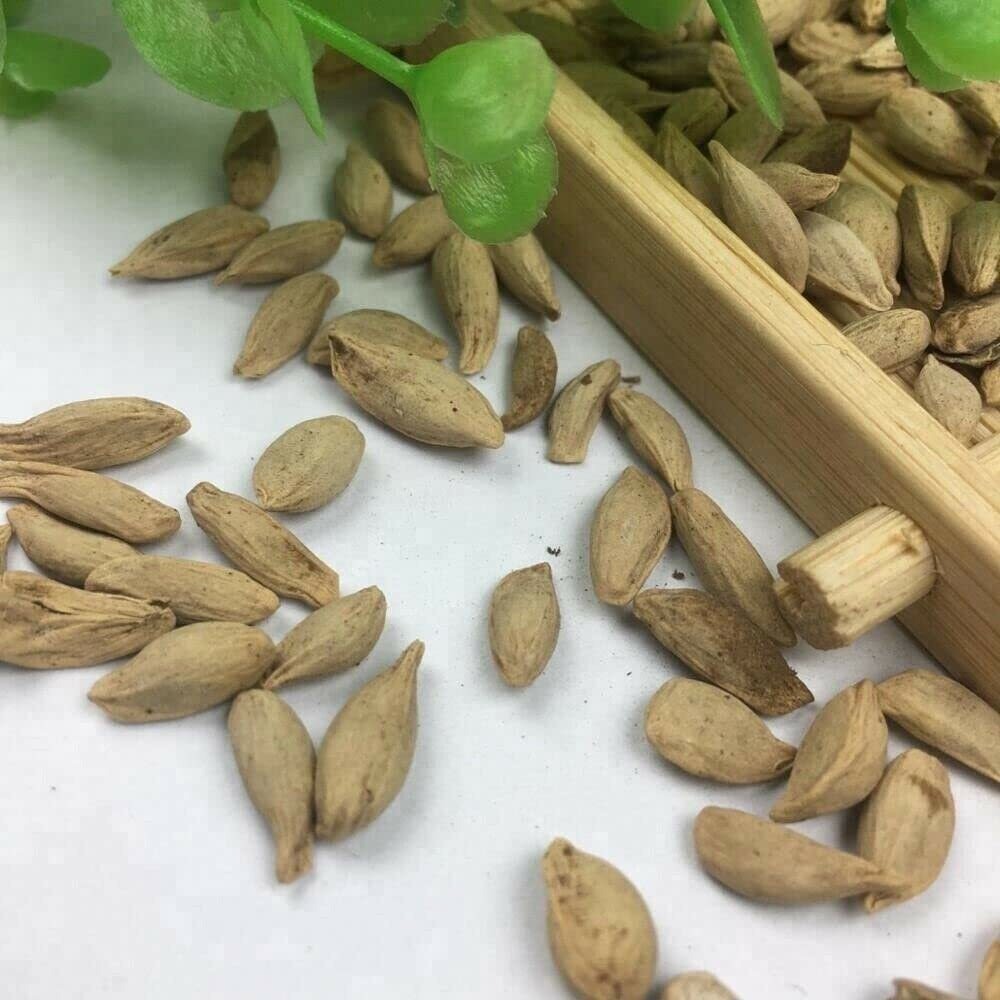 20 Dwarf Bonsai Lemon Tree Seeds