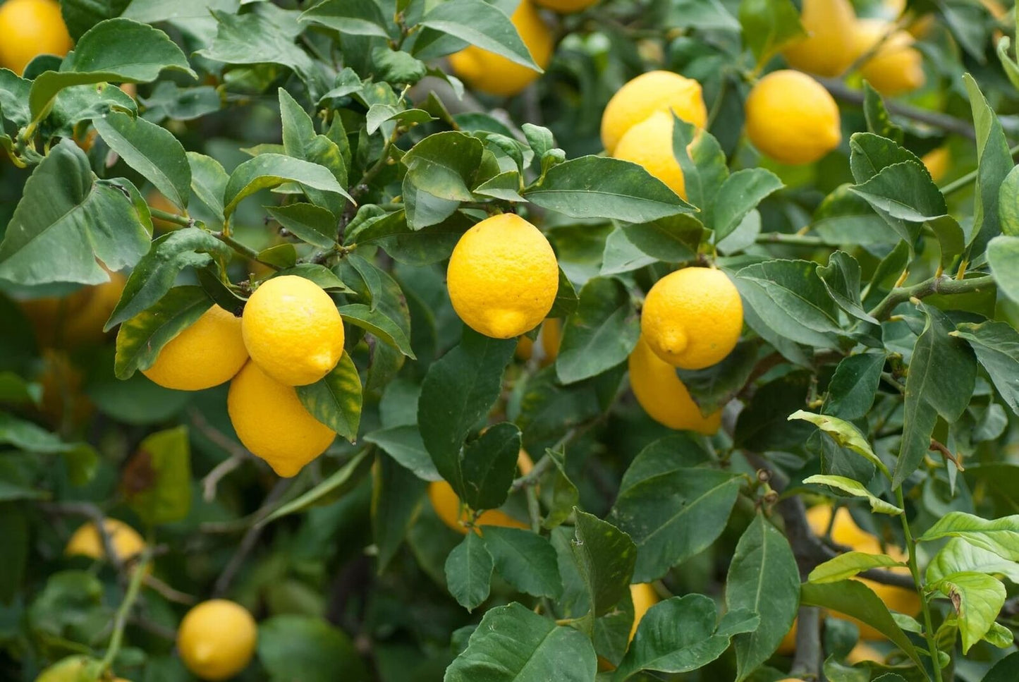 20 Dwarf Bonsai Lemon Tree Seeds