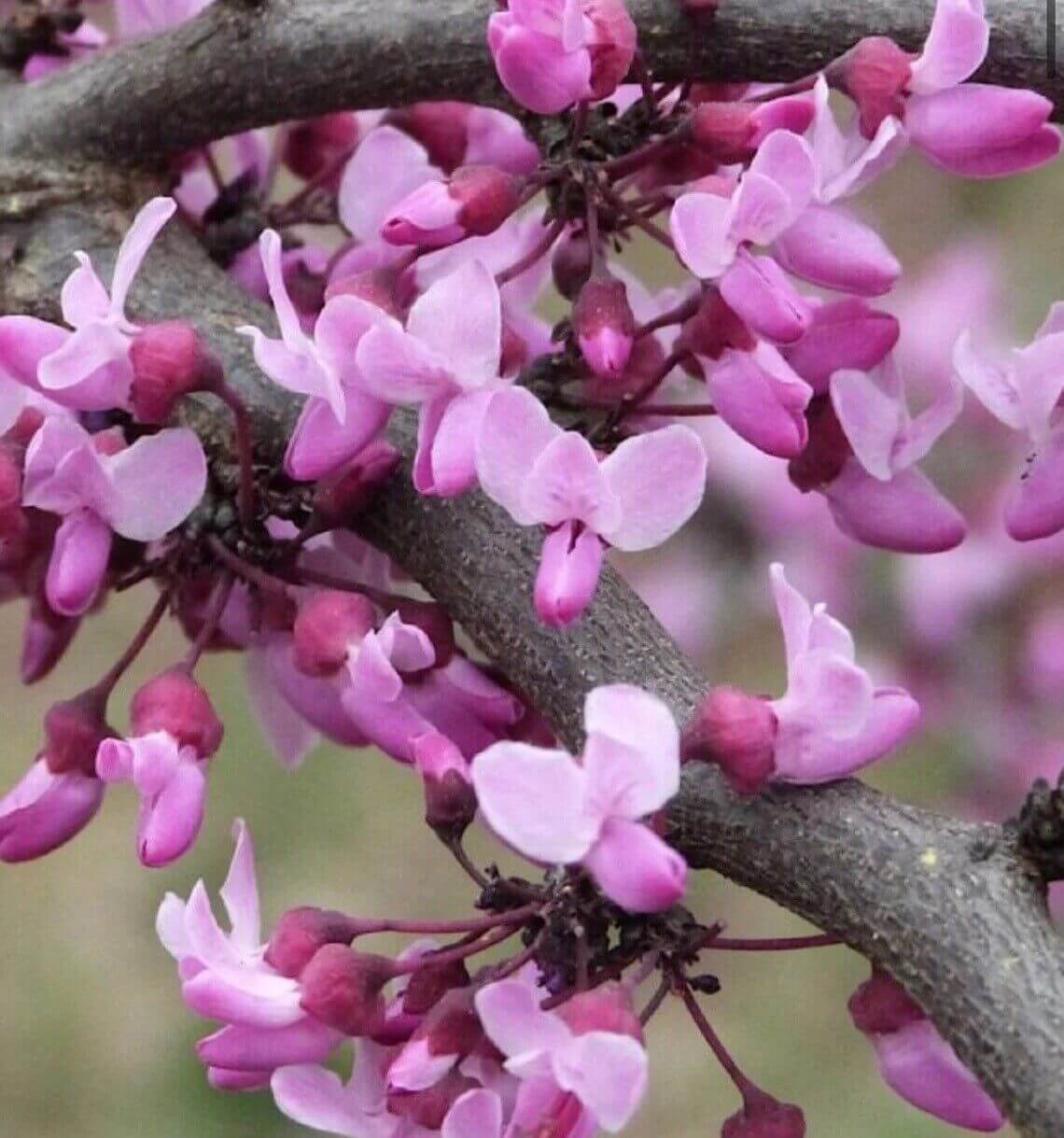 20 Eastern Redbud Seeds