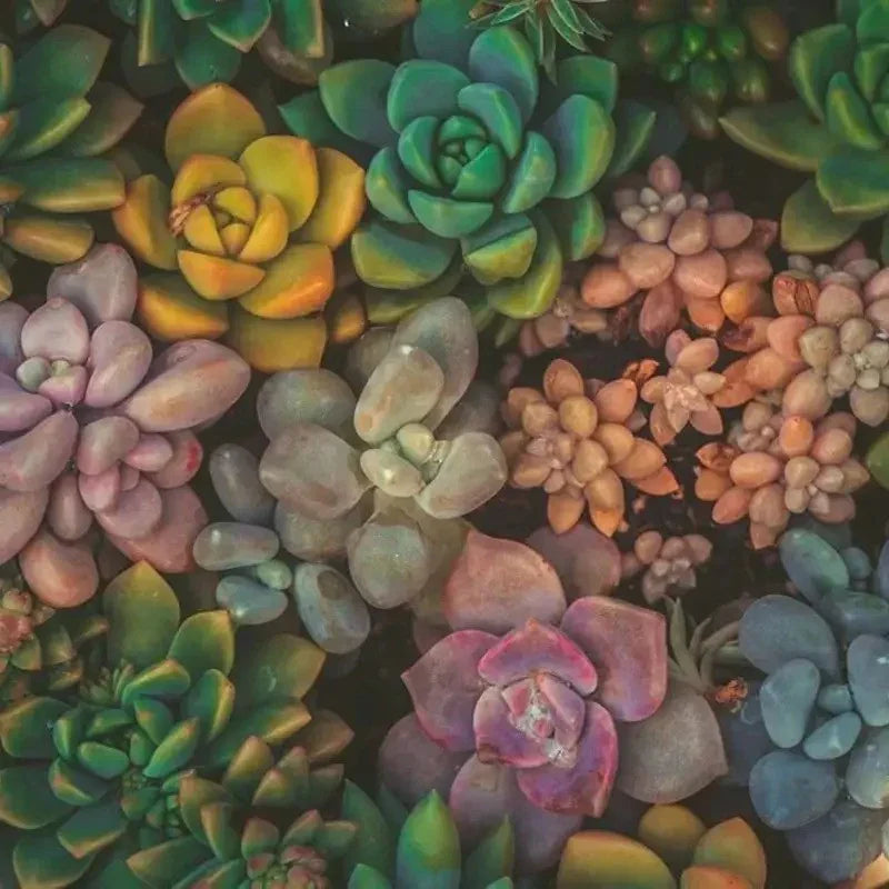 100 Rare Echeveria Succulents Mix Seeds