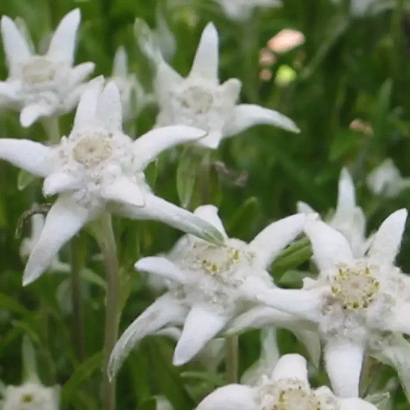 Edelweiss alpine flowers blooming in the garden