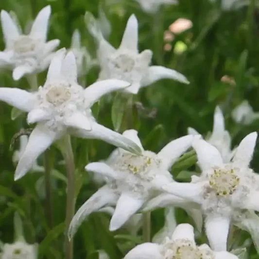 Edelweiss alpine flowers blooming in the garden