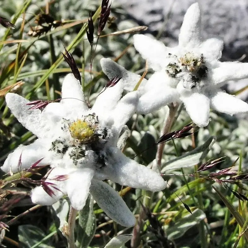 Close-up of Edelweiss Leontopodium alpinum white star flowers